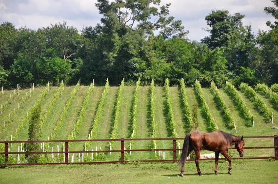 Issara Boutique Winery Hotel Muak Lek Exterior foto